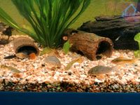 Corydoras sterbai - Orangeflossen-Panzerwels Sachsen - Chemnitz Vorschau