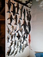 SCHLEICH MEERESTIERE,WALE,HAIE,DELFINE,ORCA,ROCHEN,PINGUIN,KRAKE. Stuttgart - Plieningen Vorschau
