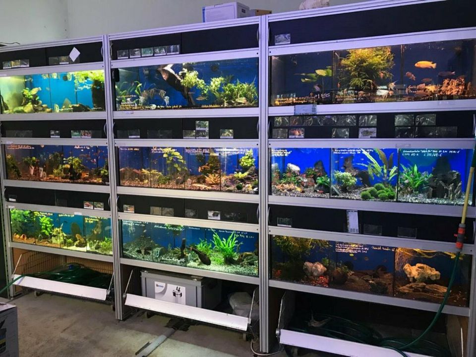 Aquarienbau/Pflege/Aquaristik Fische.EHEMALIG ZOOHAUS ELMSHORN in Halstenbek