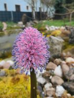 Moornelke Helonias bullata moor / Sumpf Bayern - Nittendorf  Vorschau