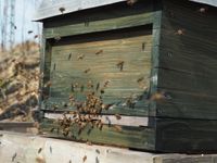 Bienenvolk Deutsch Normal Carnica Zadant DN Lichtentanne - Schönfels Gem Lichtentanne Vorschau