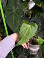 Anthurium papillilaminum x Thüringen - Walschleben Vorschau