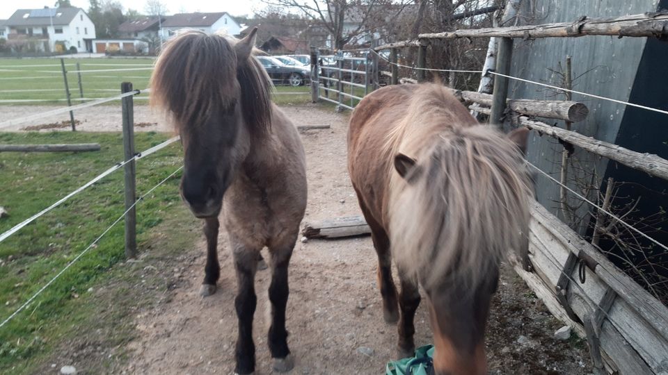 Wohnung oder Hof gesucht.Unsere Omi braucht uns! in Greifenberg Ammersee