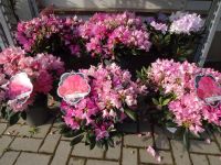 Rhododendron Rhododendren rosa rot gelb orange lila weiß pink ab Sachsen-Anhalt - Bad Schmiedeberg Vorschau