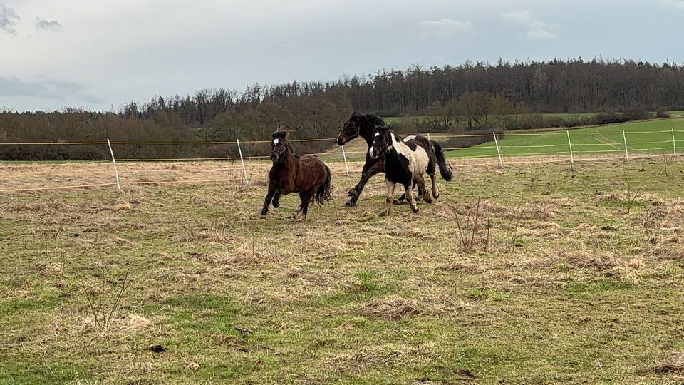 Welsh A x Shettland Pony Wallach - Fahrpferd in Bad Blankenburg