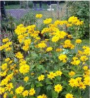 Stauden-Sonnenblume, Gartenblumen, gelbe Blumen, Stauden Berlin - Tempelhof Vorschau