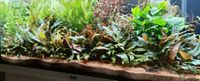 Cryptocoryne beckettii - Topzustand! Baden-Württemberg - Hechingen Vorschau