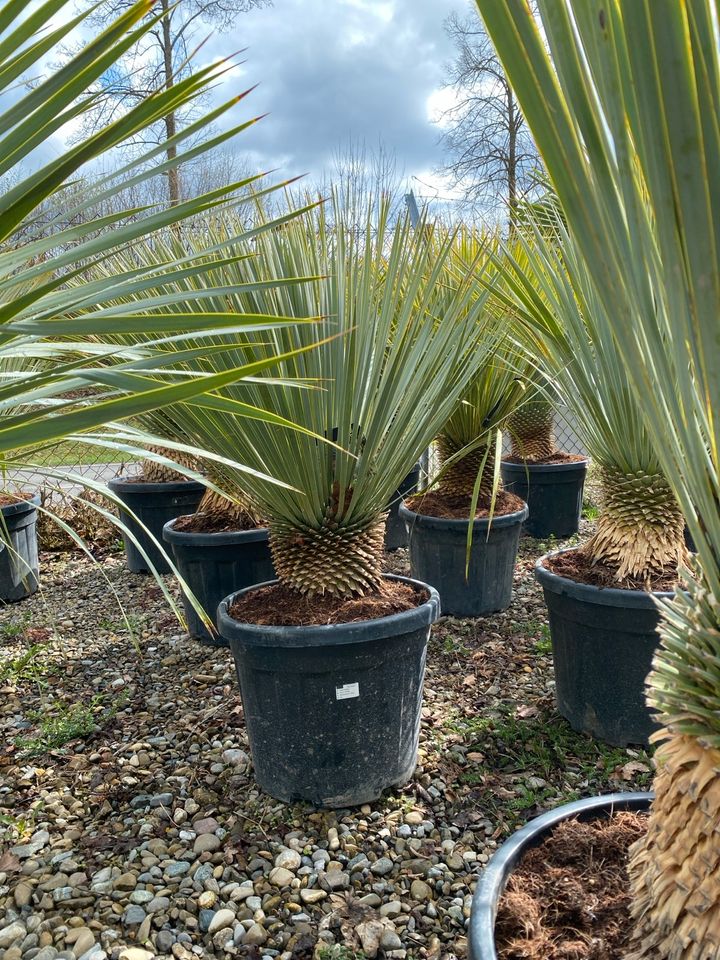 Schöne Yucca Rostrata Palmen winterhart bis -20 Grad in Meckenbeuren