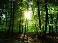 Wald, Waldgrundstück, Stadel, Wiese zu kaufen gesucht Baden-Württemberg - Leutkirch im Allgäu Vorschau