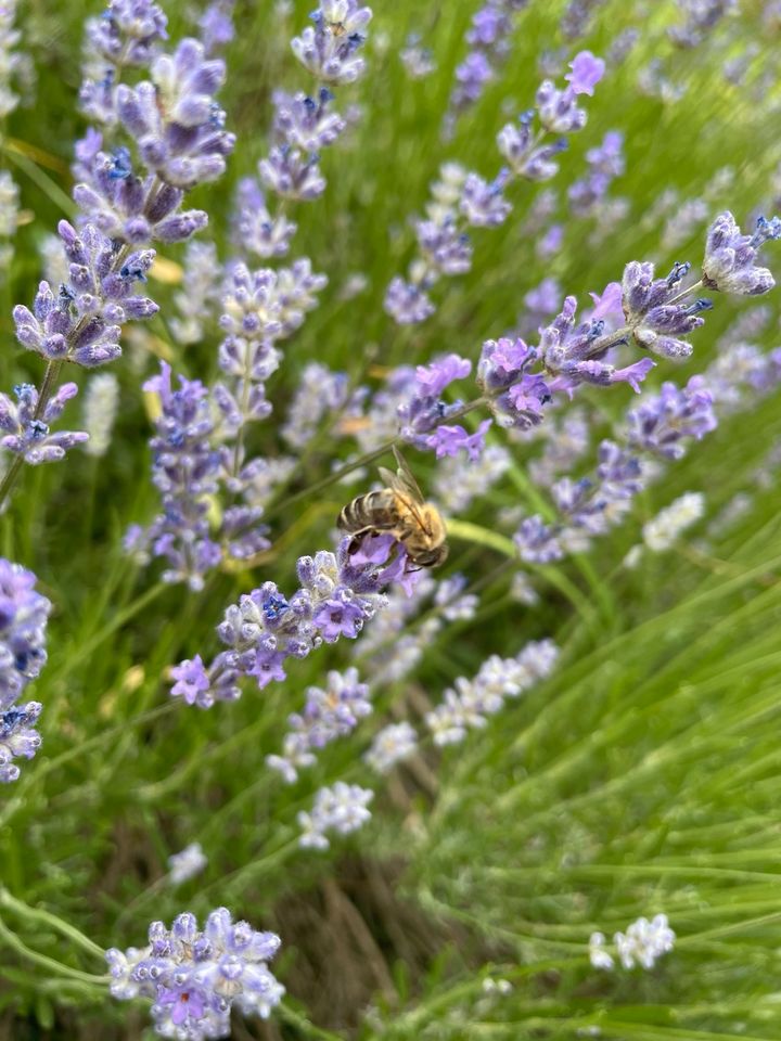 Bienenpatenschaft, Geschenk, Hochzeitstag, Geburtstag in Berlin