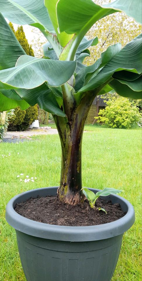 Grosse Musa Bananenpflanze Staude inkl. Ableger in Fehmarn