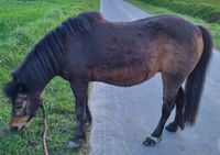 Pony Stute Nordrhein-Westfalen - Werl Vorschau