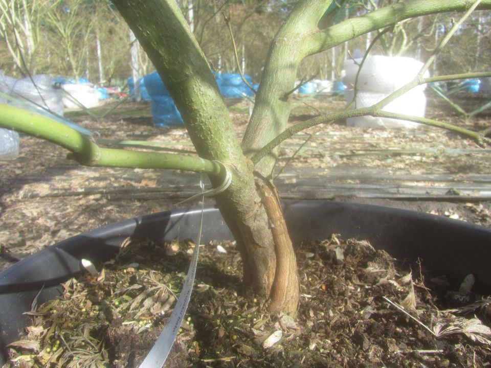 Fächerahorn - Acer palmatum 'Kujaku bato' 125-150 Ø cm, Schaden in Soltau
