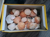 Muscheln zum Basteln Sachsen - Plauen Vorschau