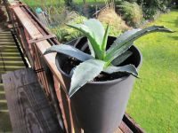 Agave, Agave americana, Agave grün, Kaktus Nordrhein-Westfalen - Kamp-Lintfort Vorschau