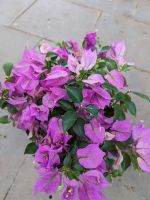 Drillingsblume Bougainvillea glabra 30-50cm Nordrhein-Westfalen - Nordkirchen Vorschau