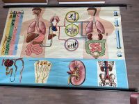 Alte Lehrmittel Tafel Plakat  Anatomie Medizin Nordrhein-Westfalen - Hagen Vorschau