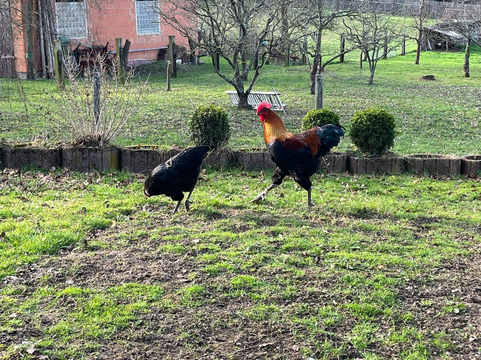 Junghühner- Deutsche Langschan braunbrüstig -Küken in Unterbreizbach