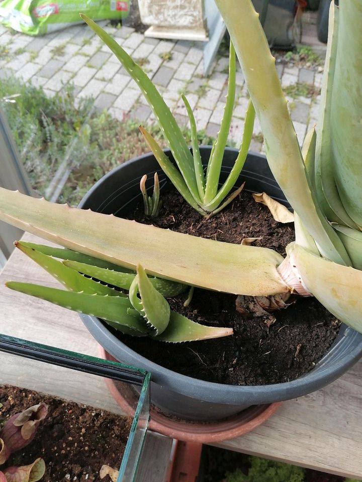 Große Aloe Vera mit Ableger in Hohenlinden