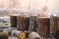 Baumfällung, Baum fällen lassen , Baumschnitt Nordrhein-Westfalen - Erkelenz Vorschau