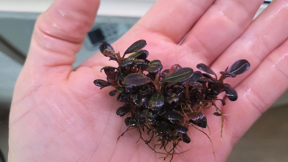 Bucephalandra Brownie Jade 2013 Clump in Braunschweig