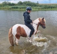 Ponywallach 10 Jahre, ca 120 cm Brandenburg - Ahrensfelde Vorschau