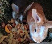 Hasen Kaninchen Alt und Jungtiere männlich weiblich Thüringen - Walldorf Vorschau