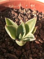 Agave -  Potatorum   - Ableger Nordrhein-Westfalen - Wetter (Ruhr) Vorschau