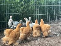 Cochin Hühner/Jungtiere gelb zu verkaufen Niedersachsen - Schapen Vorschau