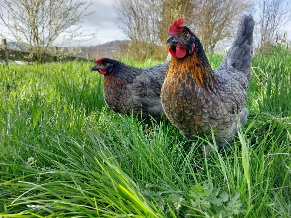 Königsberger Huhn, Königsberger Legehennen, Hühner in Eiterfeld