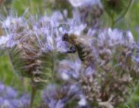 Bienen, Bienenvölker auf DNM Nordrhein-Westfalen - Sankt Augustin Vorschau