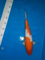 Japankoi Kohaku Züchter Dainichi 35-40cm Baden-Württemberg - Wittighausen Vorschau