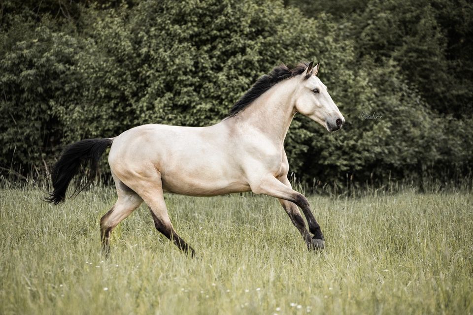 5 jährigen niederländischen Pony Wallach in Waibstadt