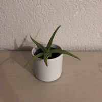 Aloe Vera (Pflanzen) Baden-Württemberg - Korb Vorschau