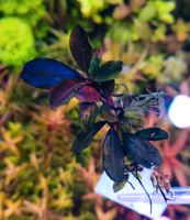 New ⚠️❤ El nino ❤⚠️ Rare Bucephalandra Aquarium Garnelen Nano Freiburg im Breisgau - March Vorschau