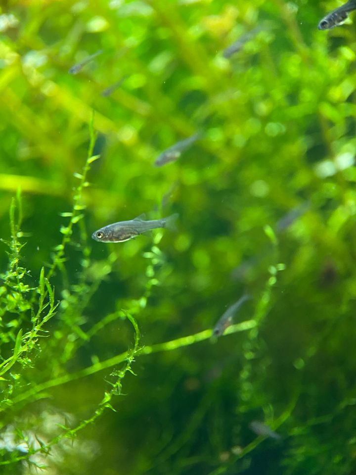 Perlhuhnbärblinge, Jungrische 1-1,5 cm, Nanofisch in Greifswald