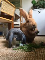 Kaninchen sind KEINE Ostergeschenke! Düsseldorf - Friedrichstadt Vorschau