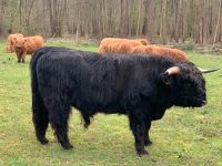 Highland Cattle Bulle Lüneburger Heide - Neuenkirchen Vorschau
