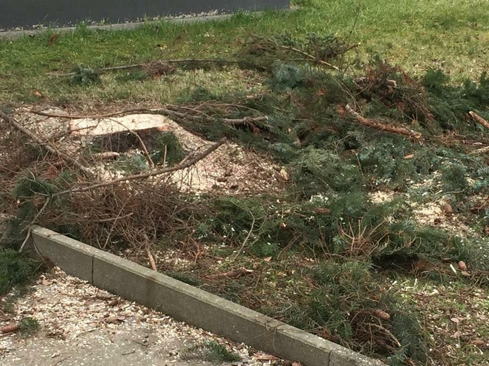 Wurzelfräsen Stubbenfräsen Wurzel Baumwurzel Stubben zu entfernen in Berlin