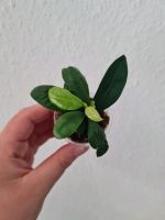 Pflanze: Bonsai Ficus 'Ginseng' Baden-Württemberg - Freiburg im Breisgau Vorschau