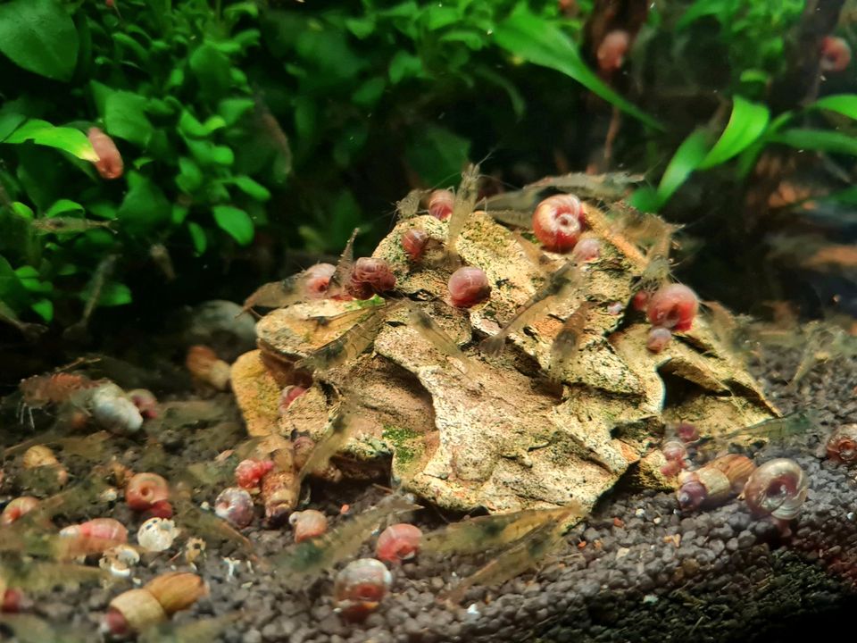 Zwerggarnelen Wildform , naturfarben, Endler Guppys in Dortmund