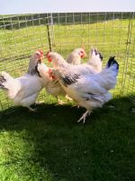 Sussex Hennen Hühner Bayern - Meinheim Vorschau