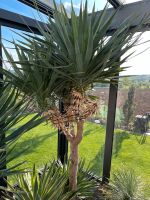 Yucca recurvifolia Palmlilie winterhart -25 Bayern - Igensdorf Vorschau