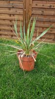 Yucca Gloriosa Palme winterhart (Kerzen-Palmlilie) Baden-Württemberg - Uhingen Vorschau