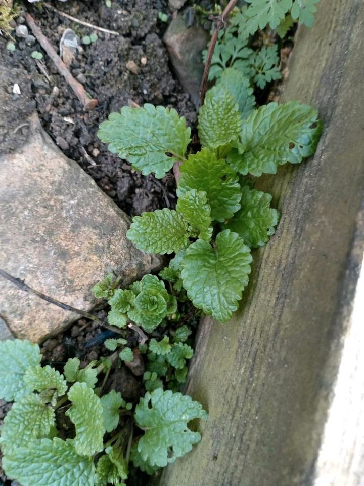 Frauenmantel Erdbeeren Waldmeister Melisse Vergissmeinnicht Minze in Aichtal