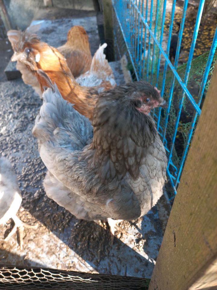 Bruteier Ameraucana Eier, Hühner in Sulzbach (Saar)