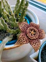 Zimmerpflanze Stapelia Orbea Ordensstern Sternblume Sukkulente Bayern - Neu Ulm Vorschau