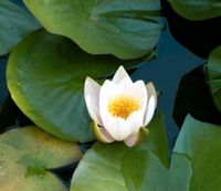 Seerose See Rose Nymphaea Alba weiss weiß Fischteich Garten Teich Nordrhein-Westfalen - Kempen Vorschau