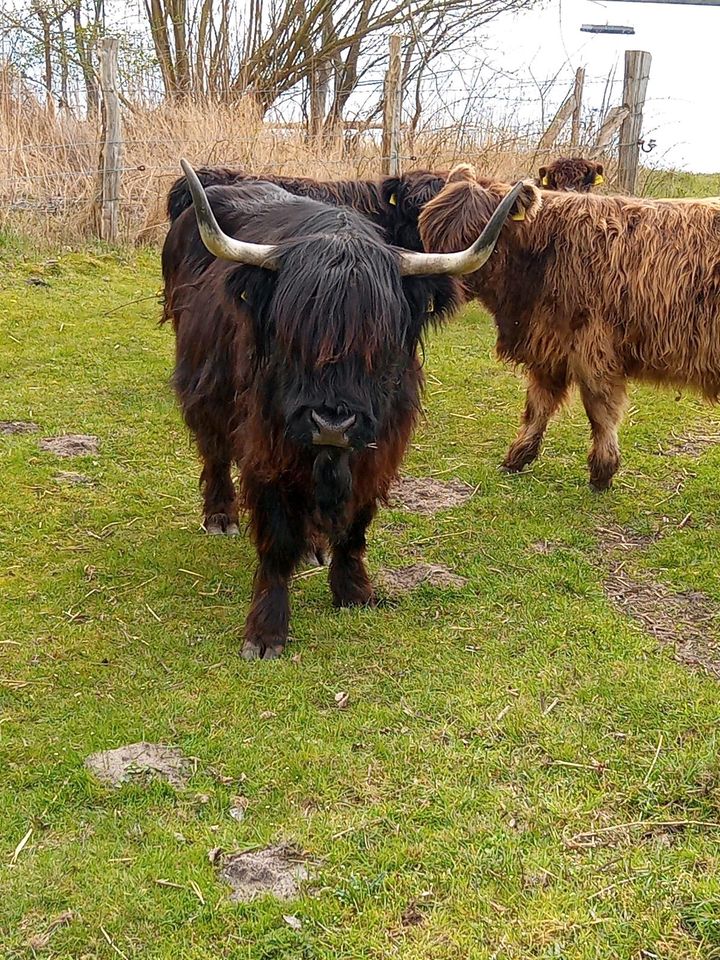 Highland Cattle, Rinder Robustrinder Absetzer Mutterkuh Bulle in Stelle