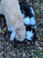 Kaninchen mit Kaninchenstall Nordrhein-Westfalen - Bönen Vorschau